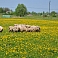 Sheep farm in Salacgriva