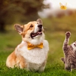 Pet-shop