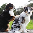 Laser for animals