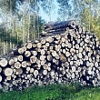 Logging services