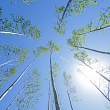 Attracting EU funding to forestry