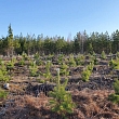 Buy logging and forest properties