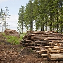 Purchase of felling areas