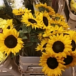 Flowers for room decoration