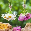 Medical plants