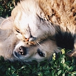 Veterinārā klīnika