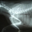 Diagnostika