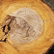 Purchase of saw logs