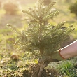 Forest management