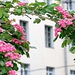 Latvijas Ārstu psihoterapeitu asociācija