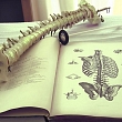Osteopathic treatment