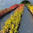 Grape plants