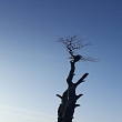 Dangerous tree cutting