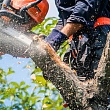 Arborist services