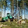 Таксация леса, оценка леса, лесные, покупка вырубок, покупаем леса