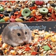 Rodents