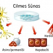 What are stem cells?