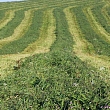 Lopkopības zālāju sēklas