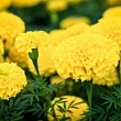 Seeds in small packages