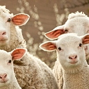 Aprīkojums aitām un kazām