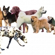 Veterinārā klīnika Ķengaragā, CENRĀDIS