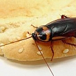 Dezinsekcija