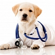 Veterinārā klīnika