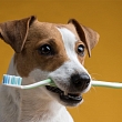 Veterinary clinic