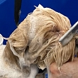 Dog and cat grooming salon in Ziepniekkalns and Ķengarags