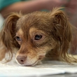 Dr. Beinerts Veterinārās klīnika