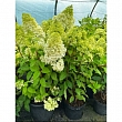 Hydrangea