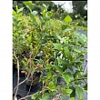 Blueberry shrubs