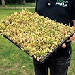 Labiekārtošanas produkti