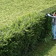 Hedge and shrub care