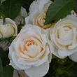 Rozes