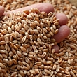 Закупка зерна в Латвии