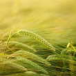 Grain growing