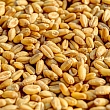 Latraps grain acceptance point