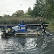 Ground milling, cutting reeds and water grass