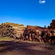 Sale of logs