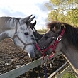 About our ponies