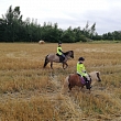 Ponies for events