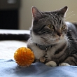 Animal toys