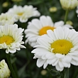 Perennial plants