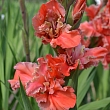 Pasūti gladiolas šeit