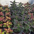 Seedlings
