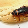 Dezinsekcija