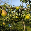 Fruit trees