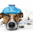Vet ambulance