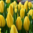 Flower trade